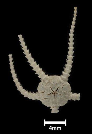 Media type: image;   Invertebrate Zoology OPH-6236 Description: Bottom up view of single ophiuroid specimen with a scale bar.;  Aspect: ventral